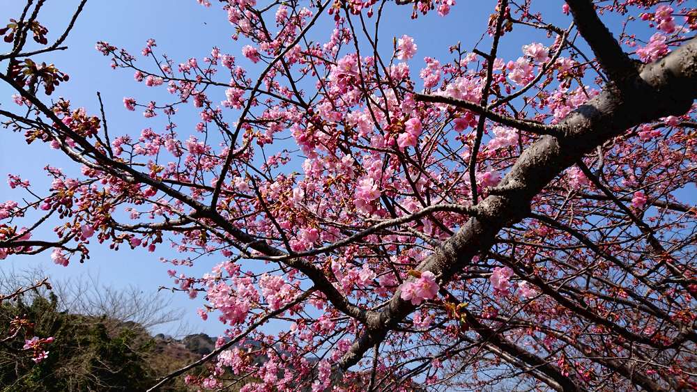 【パパと一緒に】今年はまだまだ間に合う！河津桜まつりで一足早く春の香りを満喫！
