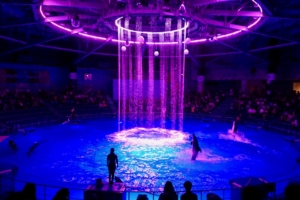 オトナにうれしい夜の水族館で、イルカとデジタルアート花火に興奮！『花火アクアリウム BY NAKED』