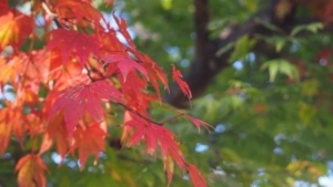 金沢といえば兼六園とレトロ建築!おすすめの観光・お散歩コースを紹介