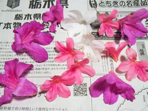 初心者でも超簡単 押し花で季節の花を愛でる喜びを 楽活 Rakukatsu 日々楽シイ生活ヲ