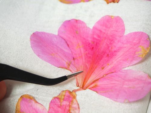 初心者でも超簡単 押し花で季節の花を愛でる喜びを 楽活 Rakukatsu 日々楽シイ生活ヲ