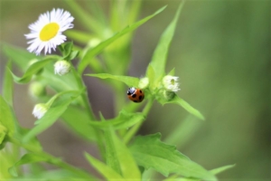 【一眼レフにはじめの半歩を踏み出そう】一眼レフでの遊び方5選!プロのアドバイスも紹介します!