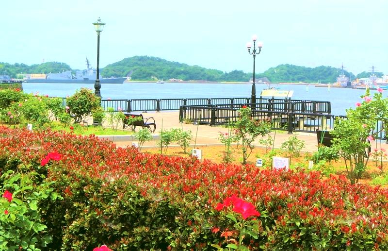 横須賀の「ヴェルニー公園」で海とバラを見ながらボードウォークを散歩しよう。