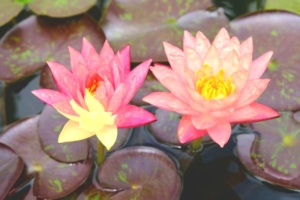 ハスよ咲け!滋賀県「草津市立水生植物公園みずの森」の映える・楽しむ・学べる花の宴を体験してきました