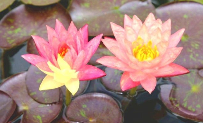 ハスよ咲け 滋賀県 草津市立水生植物公園みずの森 の映える 楽しむ 学べる花の宴を体験してきました 楽活 Rakukatsu 日々楽シイ生活ヲ