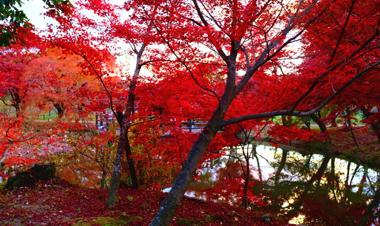地元民だけが知る、京都の穴場紅葉スポット！木々が燃えるように色づく、とっておきの「あの」場所とは？