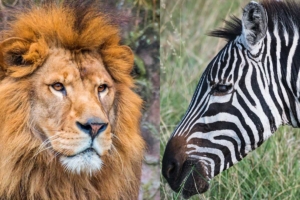 【顔面学講座③】ライオンの顔、シマウマの顔、サルの顔~なぜ動物で顔が違うのか~
