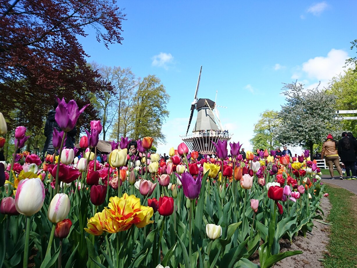 絶景の花畑！花の国オランダから、チューリップの歴史とオランダの花にまつわるあれこれをご紹介！