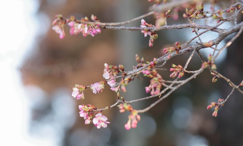 春はすぐそこまで！群馬の河津桜名所を歩く