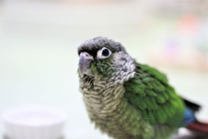ウロコインコをヒナからお迎え!挿し餌から一人餌になるまでの記録を一挙公開!