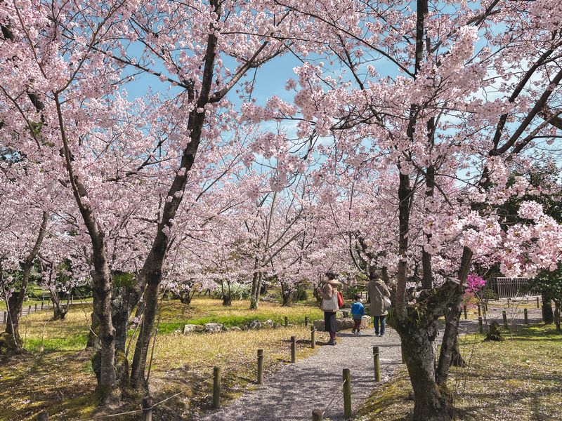 京都で桜の穴場スポット発見！『渉成園』でのんびりお花見してきた