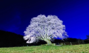 春の群馬は花盛り!桜が美しいお花見スポット巡りの旅~名所から穴場まで~