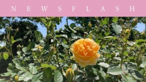 5月3日から「横浜ローズウィーク」が開幕中!9000株のバラが横浜を埋め尽くす!