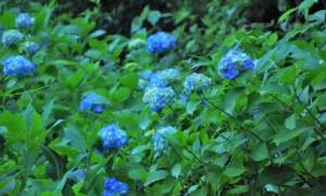 【群馬と新潟のイチオシ紫陽花鑑賞スポット】梅雨の風物詩アジサイの美しさをご堪能あれ!