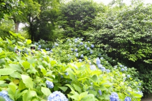 梅雨時こそ美しい。北鎌倉の明月院で愛でるあじさいと、鎌倉のおすすめ絶品白玉カフェ。