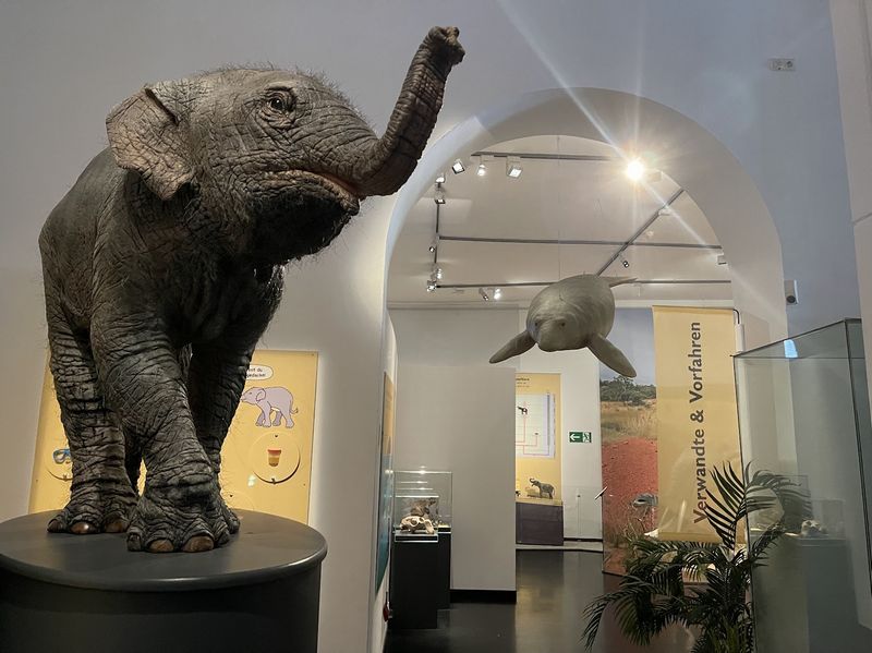 ドイツ・カッセル自然史博物館の特別展『Elefanten』が興味深かった