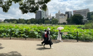【東京朝活物語】江戸時代から続く名所!不忍池の蓮はいまが見頃