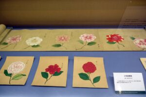 「自然史のイラストレーション展」に見る、絵を描くことの意味