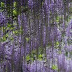 そうだ!群馬に藤を見に行こう!ゴージャスに咲き誇る藤の名所