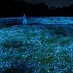 ネモフィラが光り輝く作品が4月中旬に見頃に!『チームラボ ボタニカルガーデン 大阪』