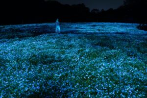 ネモフィラが光り輝く作品が4月中旬に見頃に!『チームラボ ボタニカルガーデン 大阪』