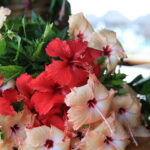 「花」の力で世界平和を!「タヒチプロモーション」大石暢社長ロングインタビュー【後編】