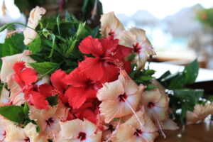 「花」の力で世界平和を！「タヒチプロモーション」大石暢社長ロングインタビュー【後編】