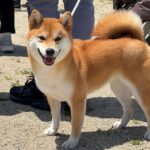 【顔面学講座㊵】柴犬の顔相鑑定？柴犬の顔の魅力を徹底解説