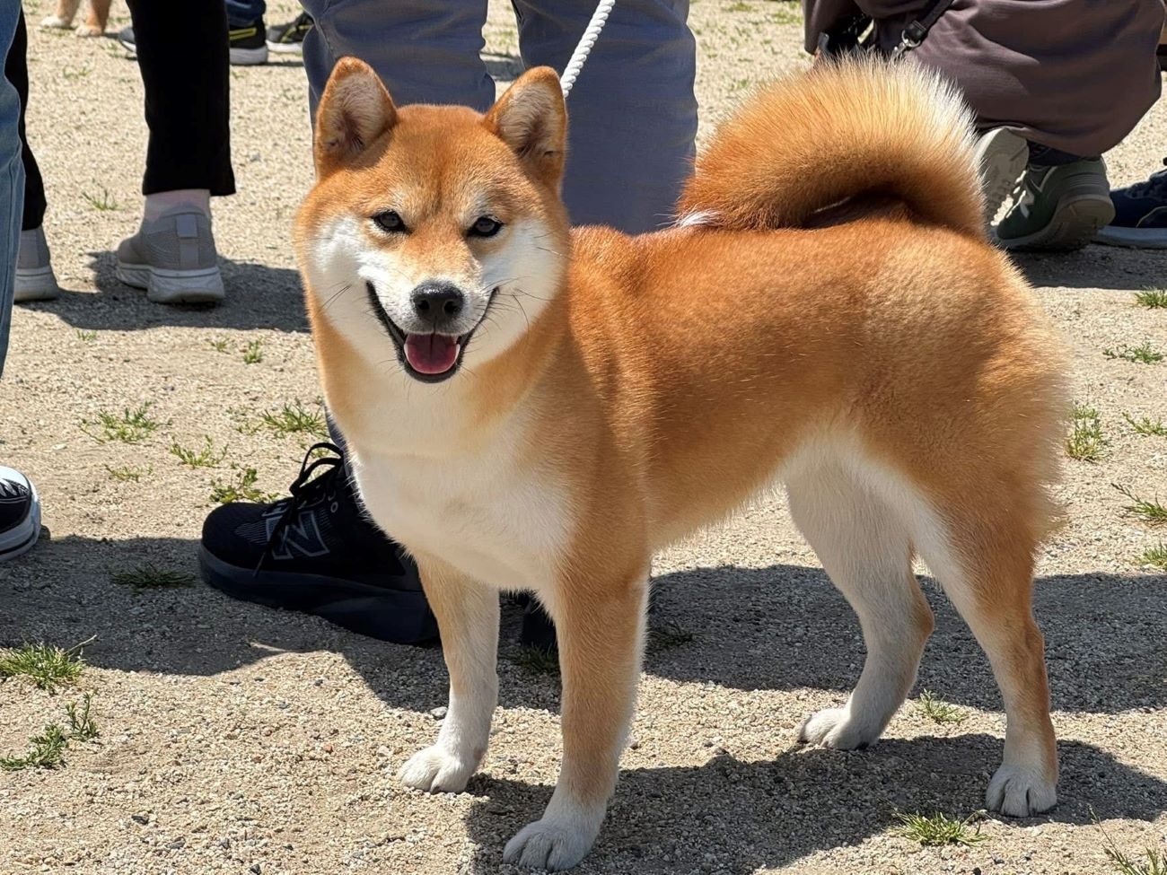 【顔面学講座㊵】柴犬の顔相鑑定?柴犬の顔の魅力を徹底解説