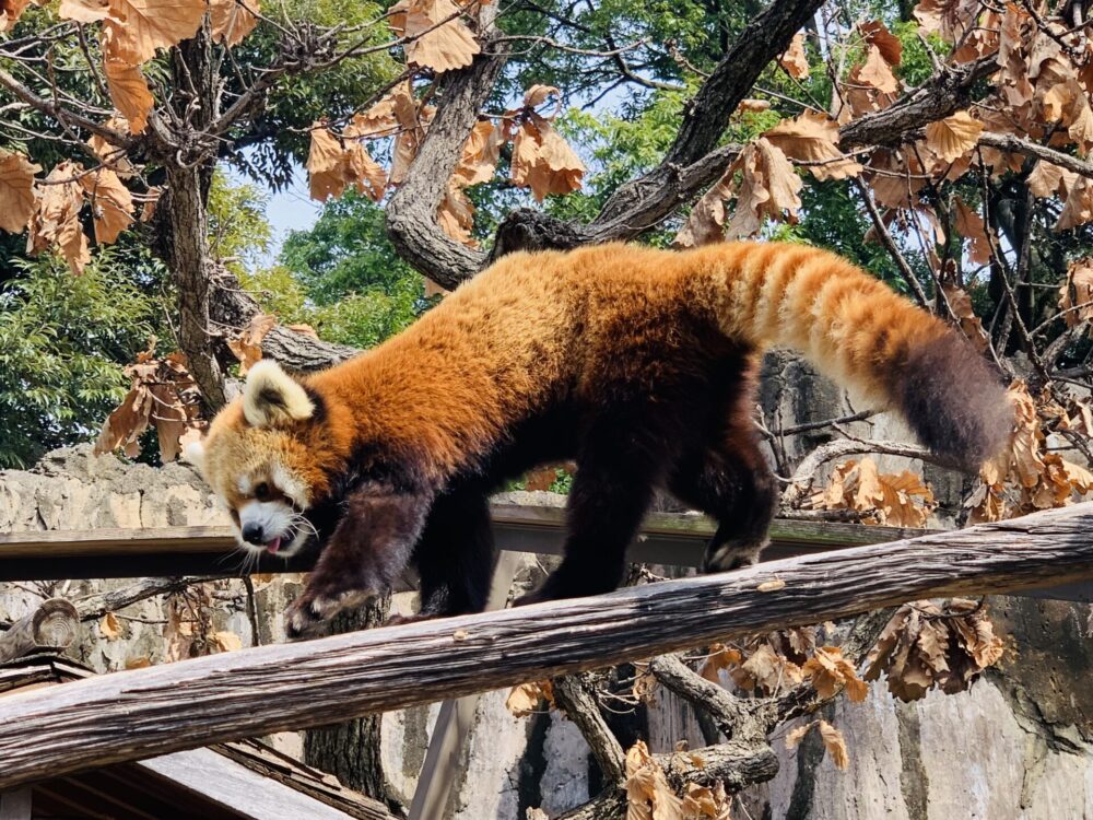 時を駆ける野毛山探訪PartⅡ～野毛山動物園
